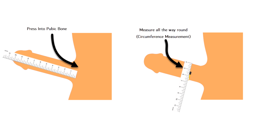 How to Measure Penis Size the Correct Way? Step-by-Step Guide 2024 2 measure-penis-size-correctly