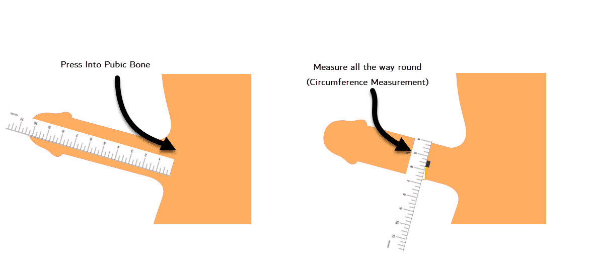 How to Measure Penis Size the Correct Way? Step-by-Step Guide 2024