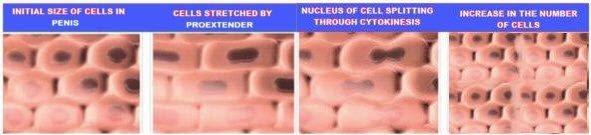 penis cells multiplication