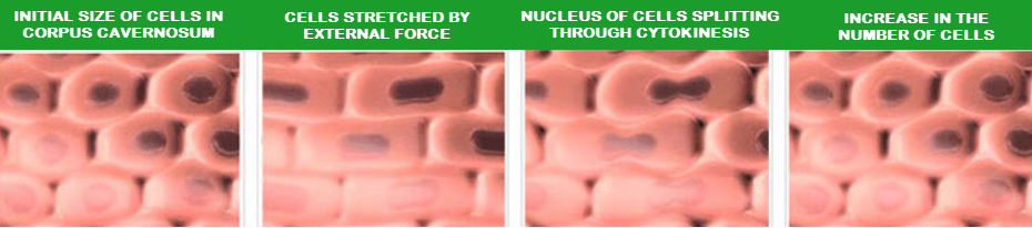 Penis Tissue Cells Multiplication